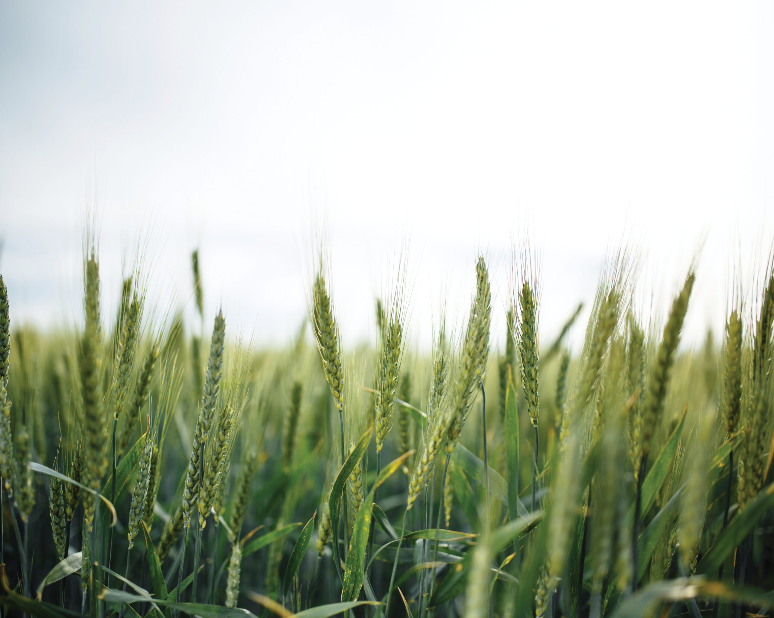 Agriculture